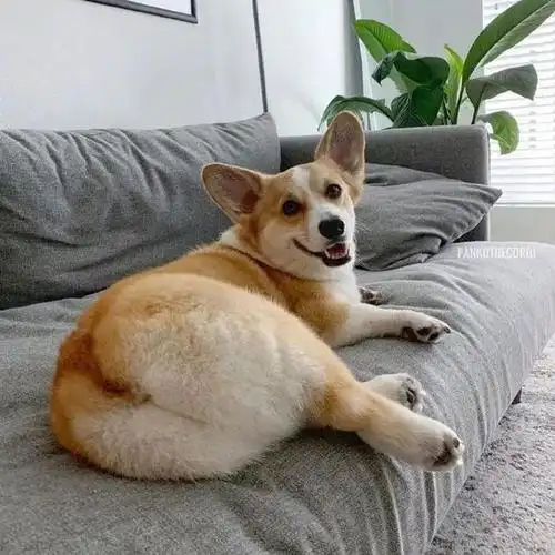 建议加入中文八级考试冷段子1397去年今日1087