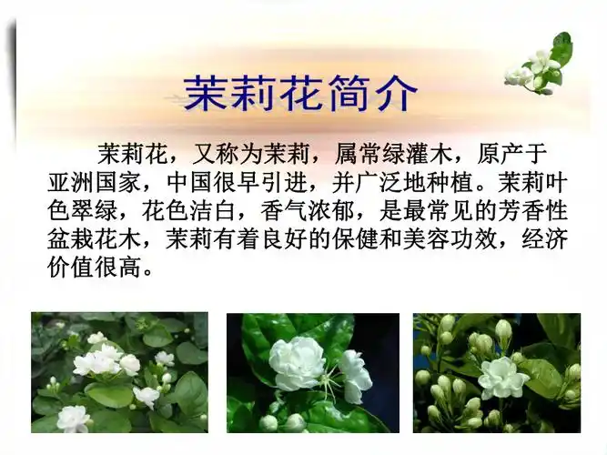 茉莉花教学课件