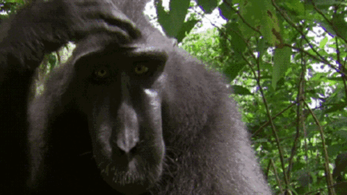 Ⅰ类易危物种连豹子都要畏惧三分的猴子你知道吗