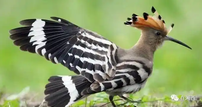 湘西人这些天听到阳雀叫了吗关于阳雀叫这边有个可怕的传说