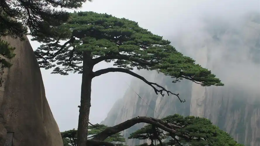 黄山,松树,悬崖,雾,中国 4k