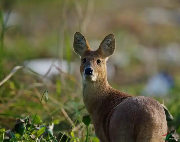 香樟国家二级保护动物