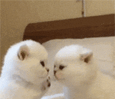 230_197gif 动态图 动图