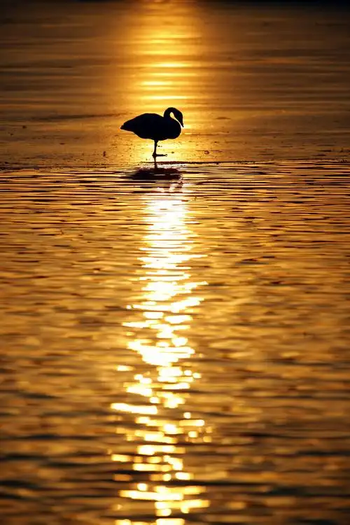 三门峡天鹅两张