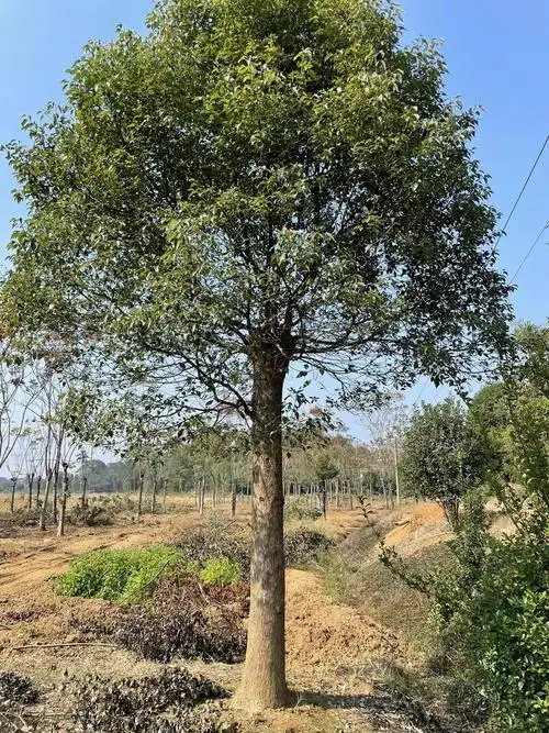 四川自贡全冠移栽香樟苗木哪里有苗木供应