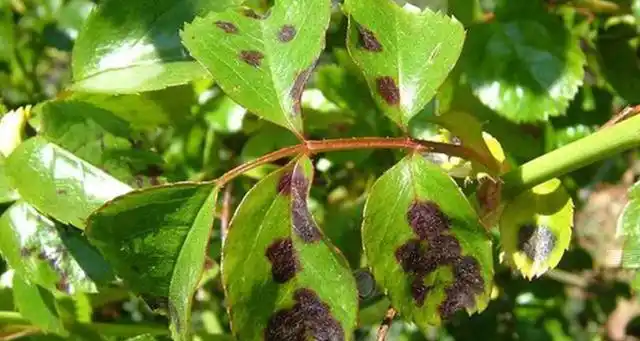 梨树病虫害图谱与用药