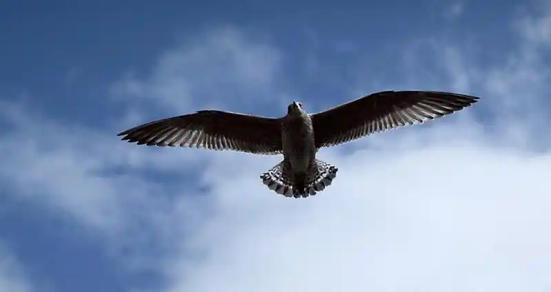 【引用】鹰击长空 涅磐重生