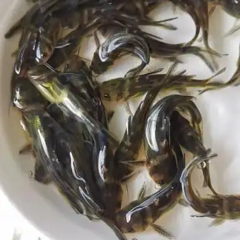 黄骨鱼苗 黄颡鱼苗活体 黄辣丁/黄丫架鱼苗 昂刺鱼苗活体淡水鱼苗批发
