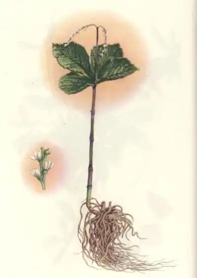 特异别称生产四儿风,四叶黄,四片瓦,四块瓦特异来源于生产为报春科