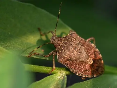中国昆虫半翅目(蝽)