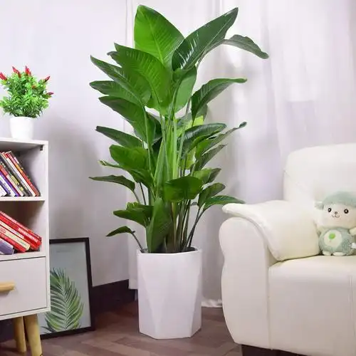 天堂鸟植物盆栽大盆栽鹤望兰花卉室内客厅网红绿植真花一件代发