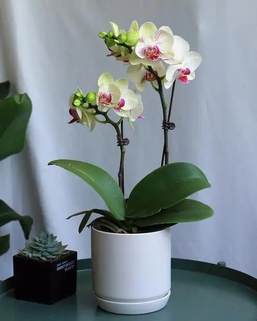 40cm迷你蝴蝶兰盆栽高档观花盆景室内装饰花卉植物时令草本花卉