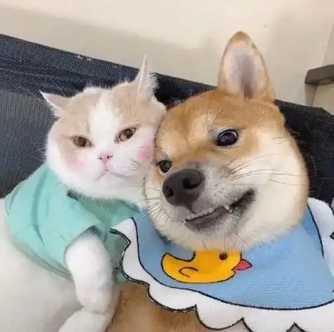 超级超级可爱的动物情侣头像用起来