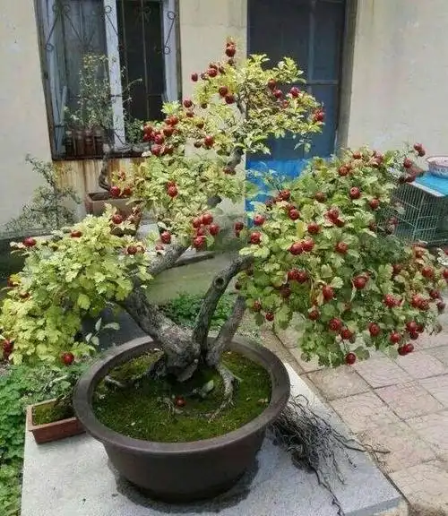 盆景欣赏(36)山楂树盆景