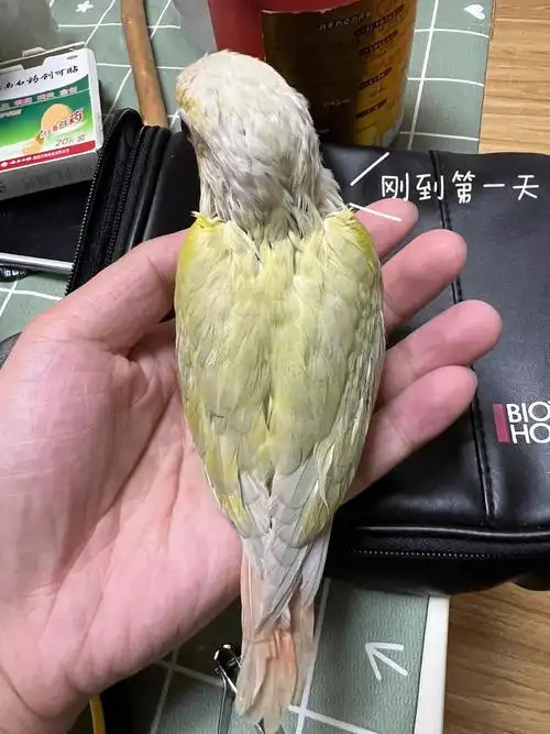 月亮小太阳鹦鹉的蜕变