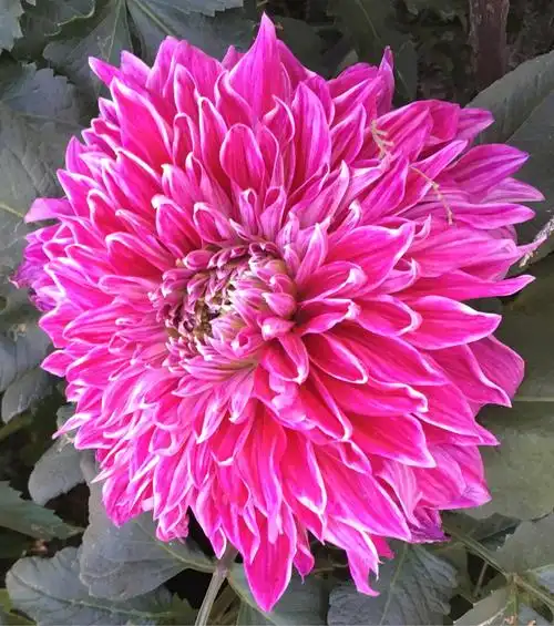 中山公园的大丽花