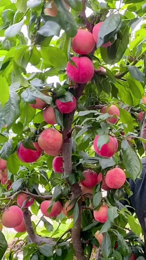 又红又甜的大李子