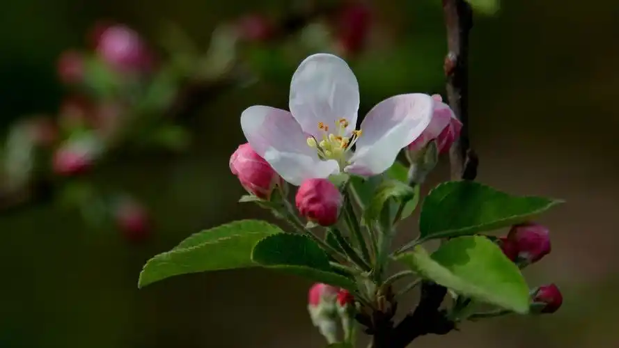 粉白色苹果花图片,高清图片,电脑桌面-壁纸族
