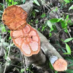 004人付款淘宝野生九龙藤500g过岗龙 药材龙须藤 九龙根 入骨丹 过江