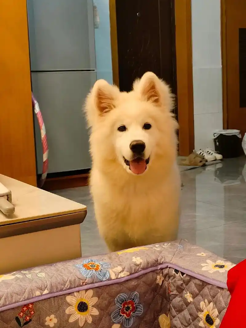 五个半月的白桃阿拉斯加,活泼热情,因没时间无法照顾它,找个爱 - 抖音