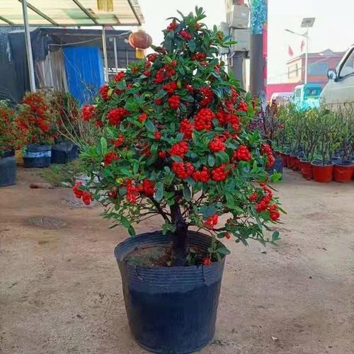 火棘盆景吉祥果盆栽老桩满堂红室内小庭院观花观果植物树带果发货
