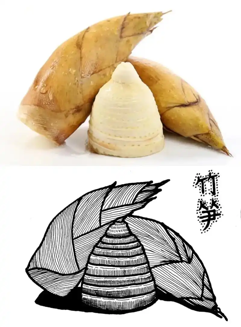 手绘 #简单画  《竹笋写生》 适合8岁以上的孩子 工具: - 抖音