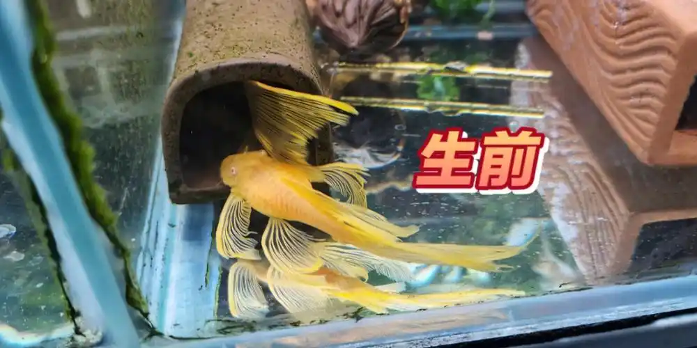 大帆母产前产后对比异形鱼