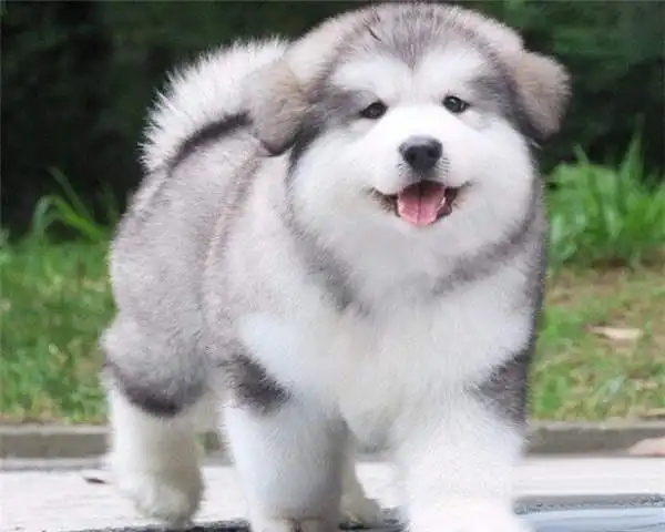 阿拉斯加犬多少钱一只幼崽图片(阿拉斯加犬多少钱一只幼崽)