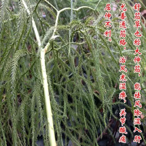 深山天然野生舒筋草大伸筋草舒藤石松松筋藤马尾伸筋干品250克