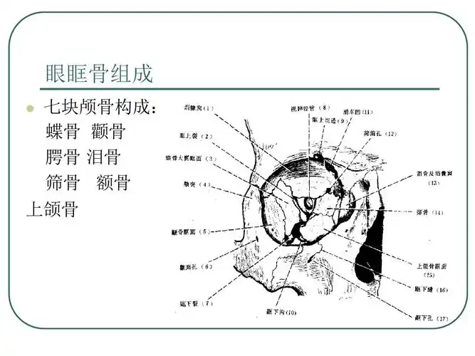 眼外肌解剖解析.ppt