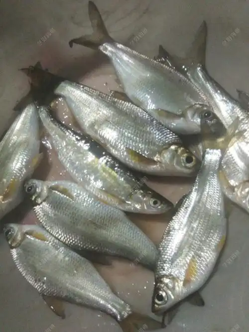 再钓水埧下收获特大的大眼鳊鱼