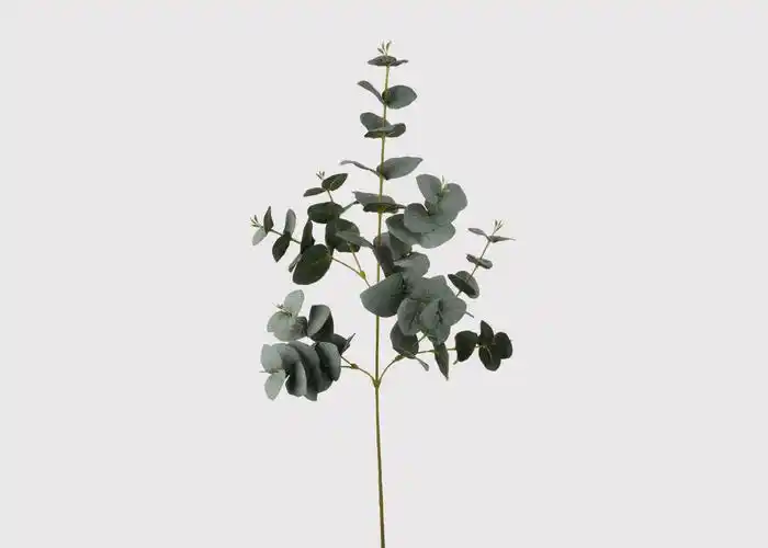 eucalyptus leaves
