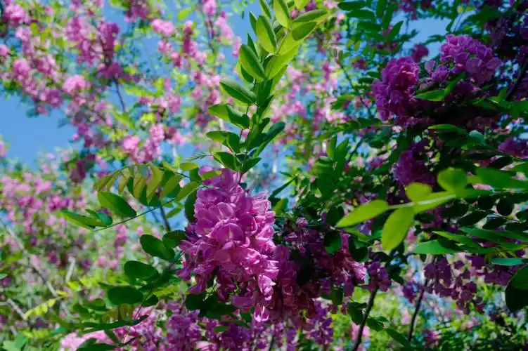 紫色槐花的季节