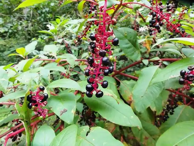 全株有毒,古代当染料用,如今成民间常见药材,俗称"土人参"_商陆