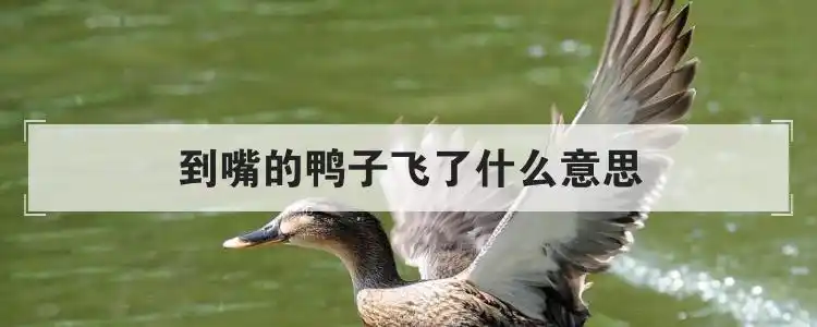 到嘴的鸭子飞了什么意思优质