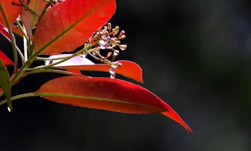 雨中的红叶石楠 文峰 图/文