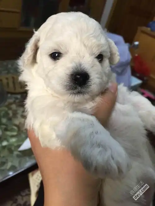 萌萌哒!自家繁殖的比熊宝宝四十天了