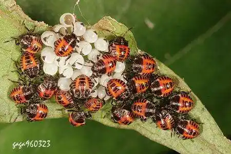 椿象,又名:蝽,俗称:臭大姐.