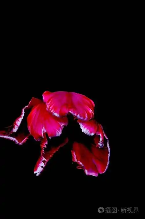 黑色背景上美丽的花一张孤立的照片品质