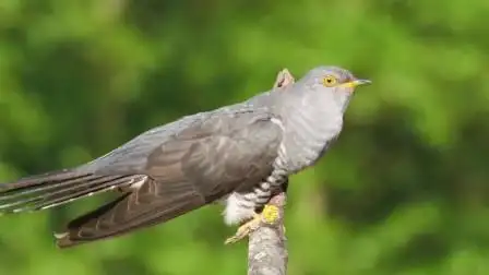 近距离拍摄布谷鸟鸣声叫声真好听又勾起了童年的回忆