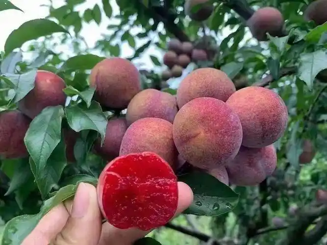 钱排三华李信宜钱排银妃三华李果园新鲜现摘直发顺丰包邮