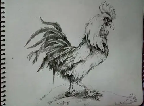 鸡年画的鸡,狗年发出来,鸡犬不宁