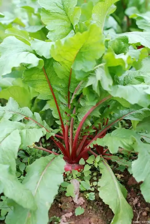 甜菜叶子的功效与作用