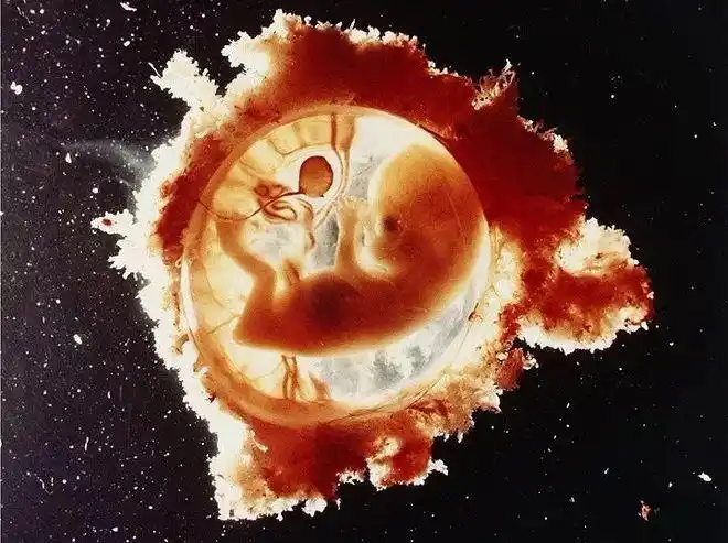 胎儿的手臂和腿部的长度明显增加,肌肉形成强烈的生长.