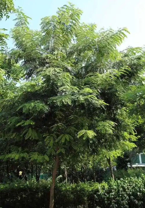 铁刀木适合生长在高温高湿的亚热带气候环境地区,乔木,树高达20米.