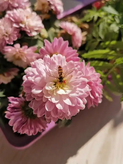 多头菊之变色唇彩