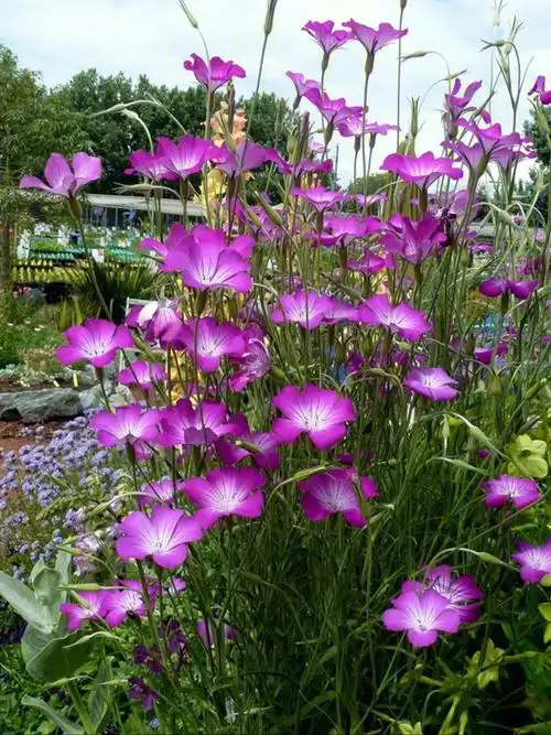 githago【目    科】石竹科麦仙翁属【花    语】热爱自然#花语