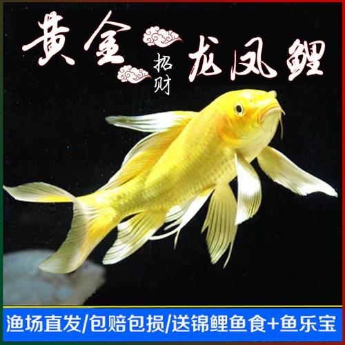 观赏鱼龙凤锦鲤纯种招财锦鲤鱼冷水黄金白金纯黑长尾鱼风水鱼活鱼