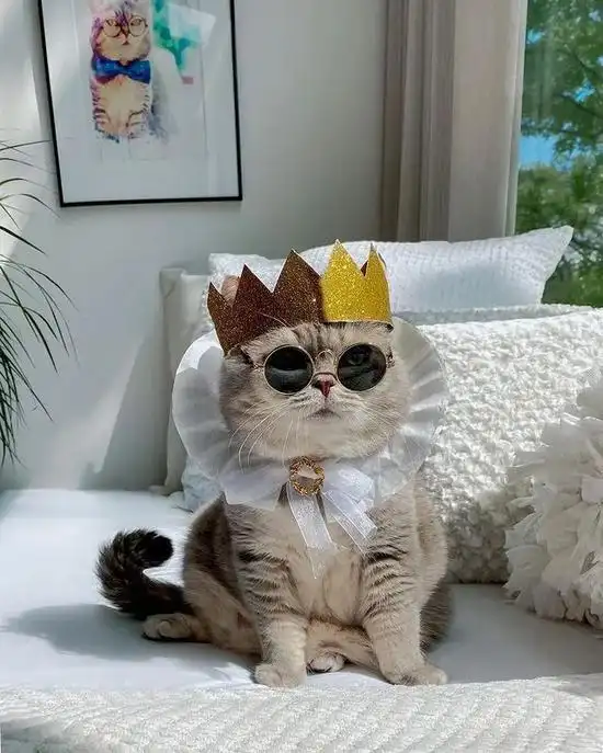 美国这只绅士猫火了时尚穿搭满分