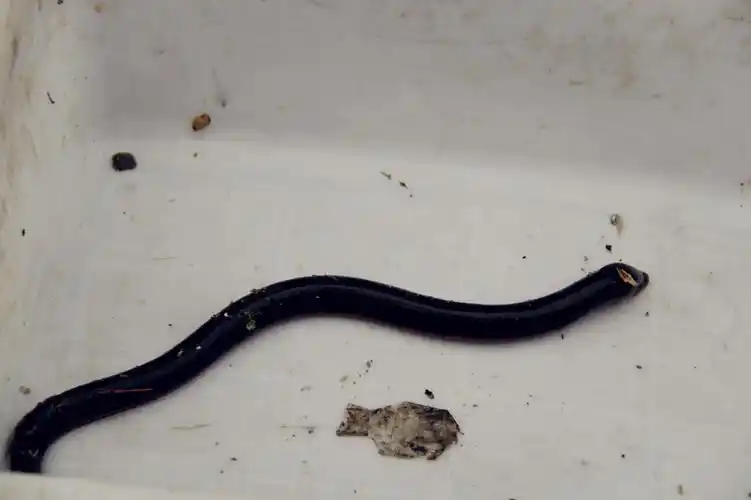 在我的印象中,鳝鱼似乎不该是黑色的,但进入我镜头的却是一个地地道道